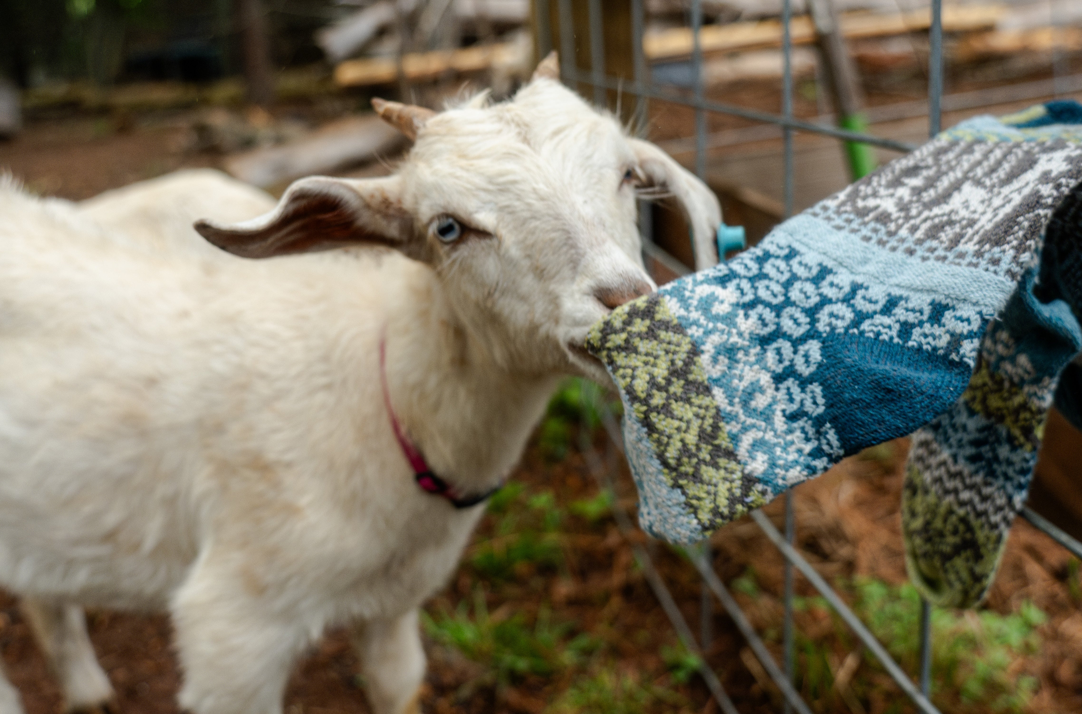 Goat Crew Socks